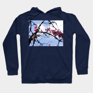 red Malus Radiant crab apple blossoms #8 Hoodie